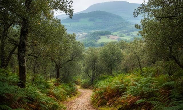 Sendero boscoso del Parque Natural de Izki junto a colinas del País Vasco